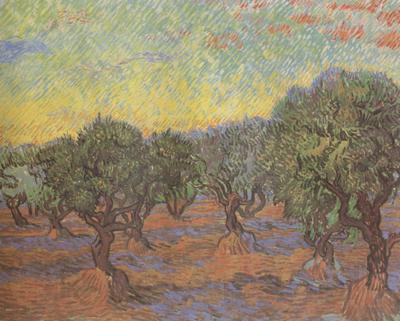 Vincent Van Gogh Olive Grove:Orange Sky (nn04)